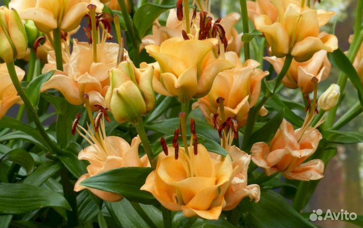 Лилия саженцы Априкот Фьюдж