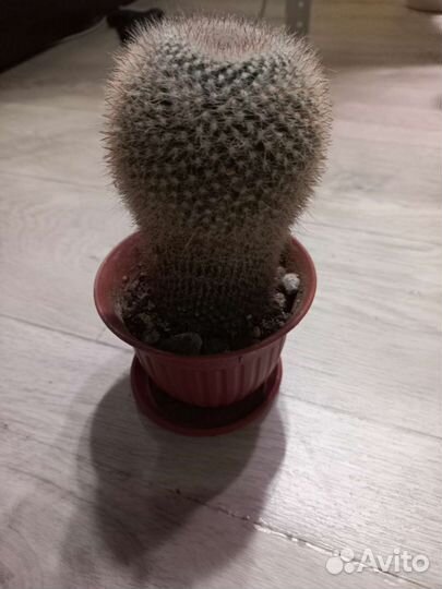 Кактусы сортовые