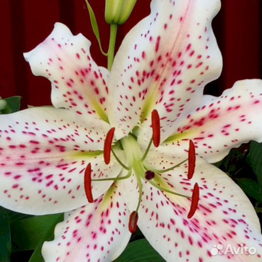 Лилия саженцы Экстраваганца