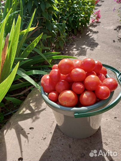 Продам помидоры