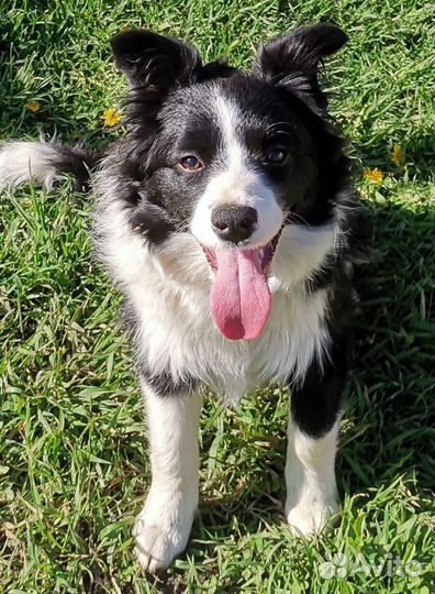 Бордер Колли