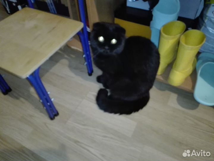 Шотландская кошечка