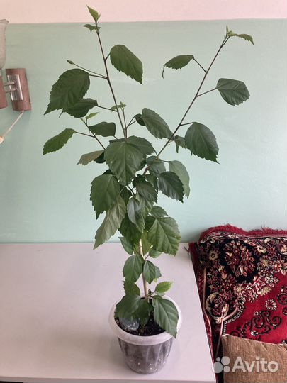 Гибискус Текила санрайс