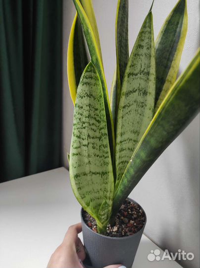 Сансевиерия Лауренти