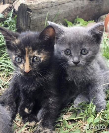 Красивые котята