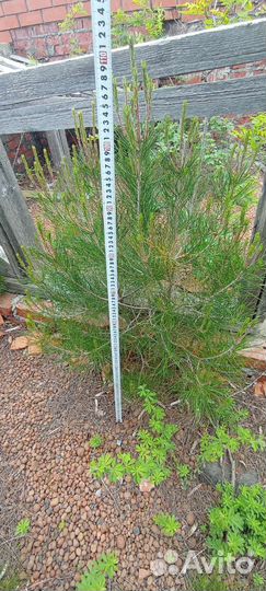 Сосна саженци пицундская