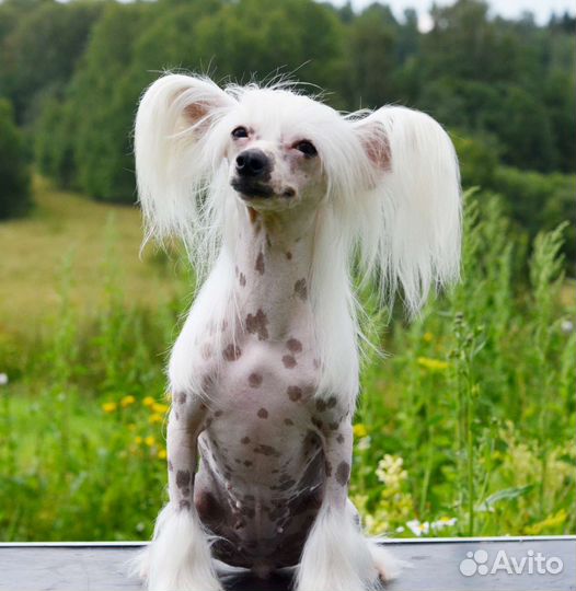 Голая девочка 3 года