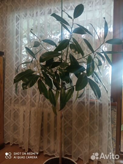 Магнолия крупноцветковая