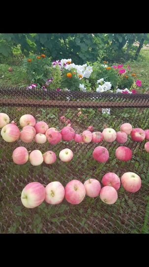 Дача 36 м² на участке 5 сот.