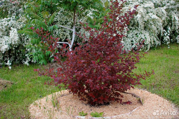 Пузыреплодник Леди ин Ред