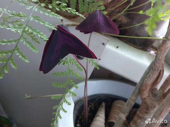 Оксалис (кислица) бабочки