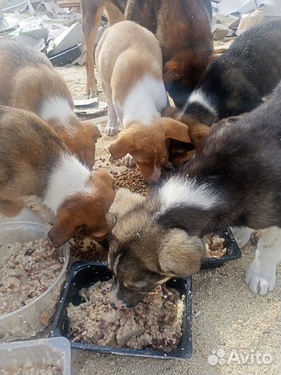 Щенки 1,5 мес, от крупной собаки, отдам бесплатно