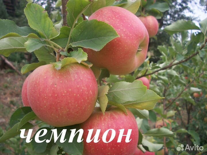 Саженцы плодовых деревьев,саженцы роз