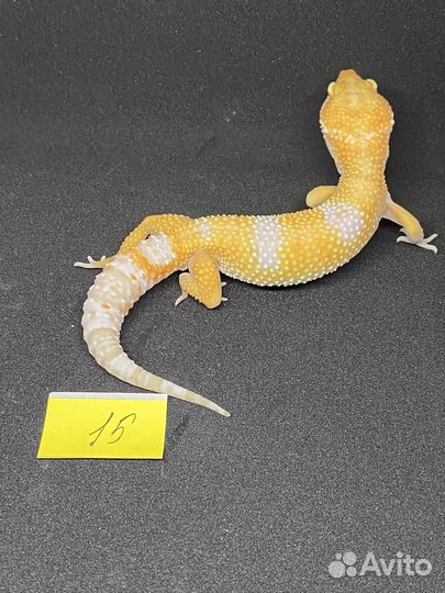 Малыш эублефара ищет новый дом