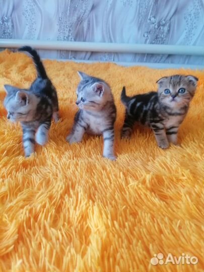 Продаю шотландских котят