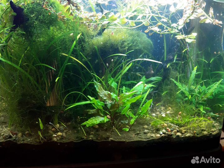 Растения для аквариума