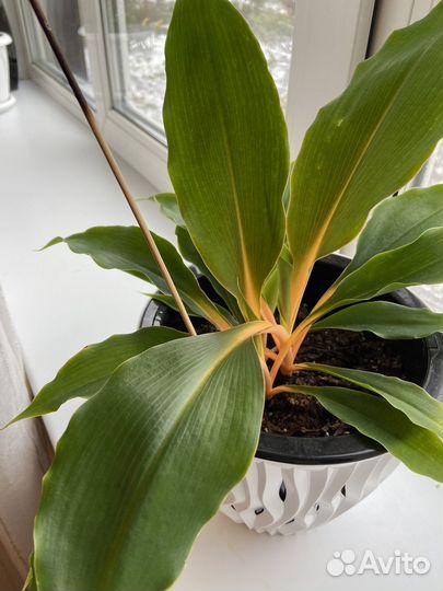 Хлорофитум грин оранж