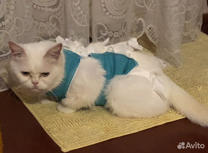 Отдам бесплатно животные