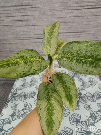 Аглаонемы тайские