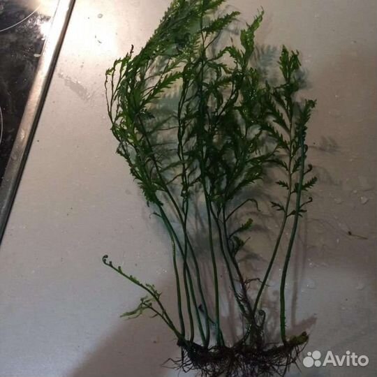Болбитис.аквариумный