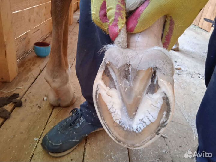 Расчистка копыт лошадей, ковка