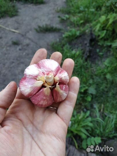 Семена чеснока 4-6 зубчиков и кустовой