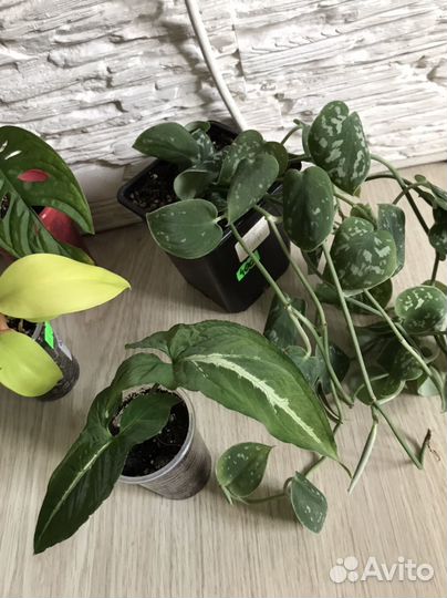 Комнатные растения