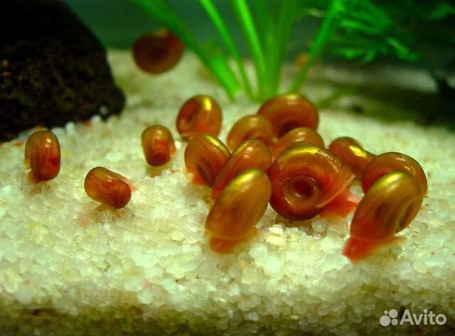 Гуппи, улитки