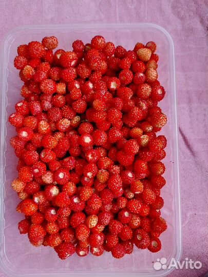 Земляника лесная