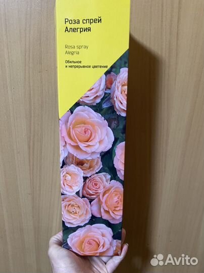 Розы