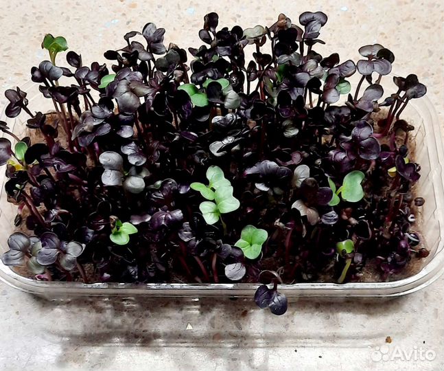 Микрозелень