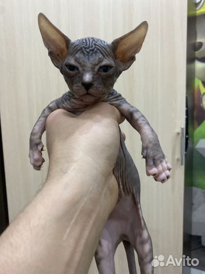 Котята сфинкс браш