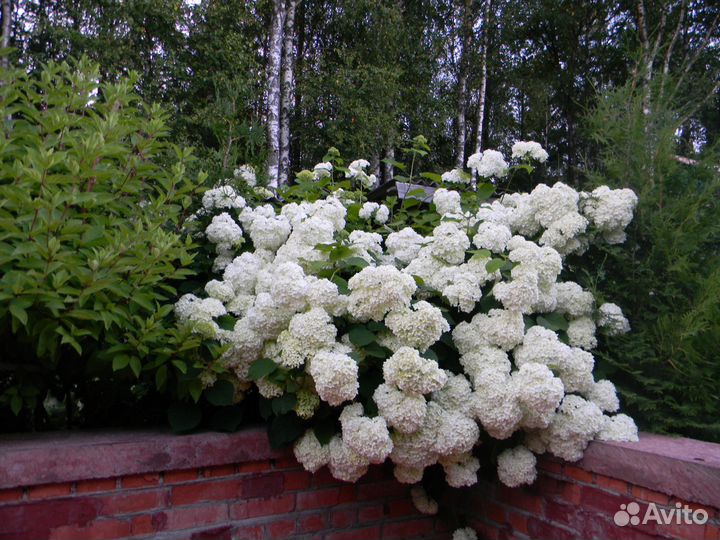 Гортензия древовидная