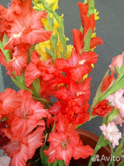 Гладиолусы, свежая срезка