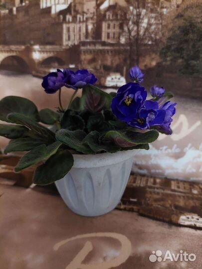 Цветущие фиалки