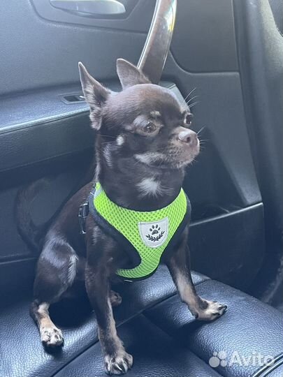 Чихуахуа мини