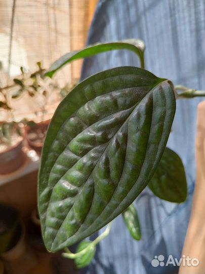 Монстера карстенианум