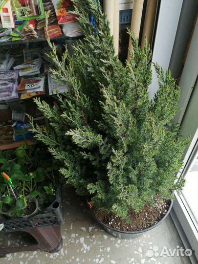 Саженцы туя