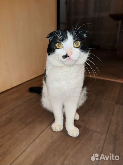 Кот