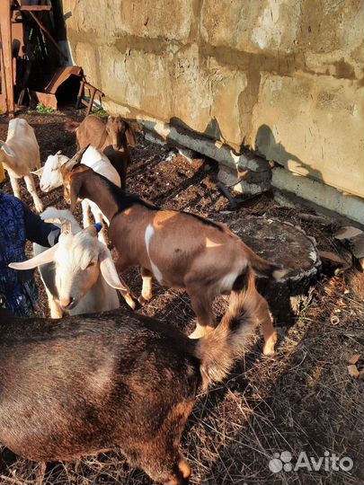 Козы нубийская