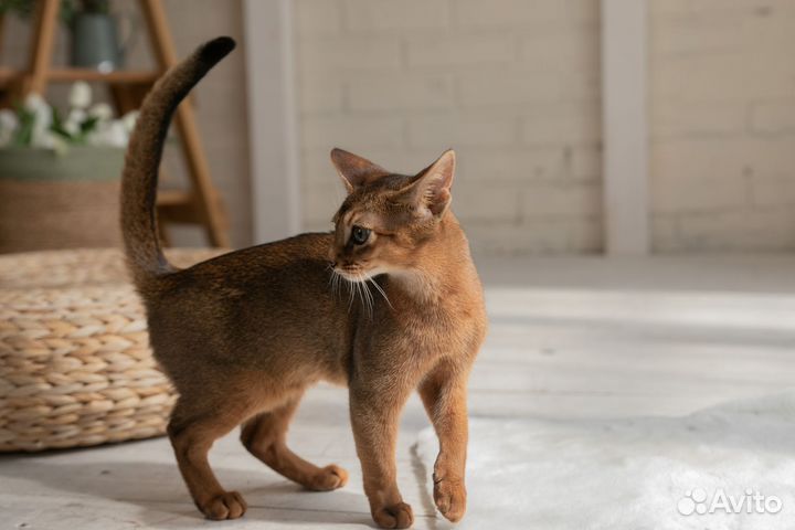 Абиссинская красотка 5 месяцев WCF