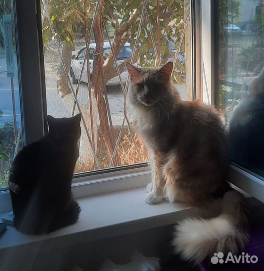 Котята от мейн-куна