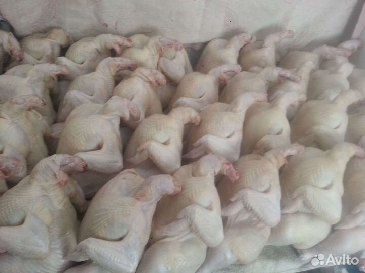 Домашняя птица (мясо бройлера)