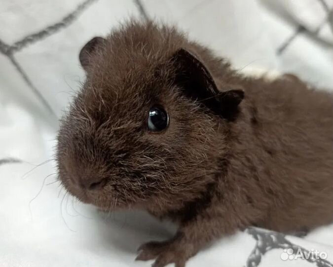 Отдам морских свинок в хорошие руки