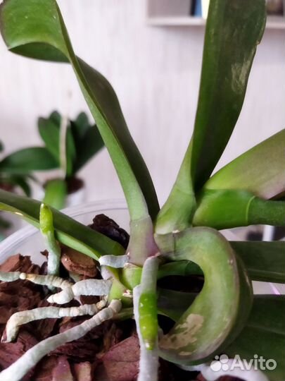 Продам орхидею белый шоколад