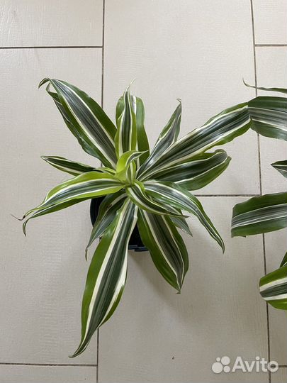 Комнатные цветы пальма драцена