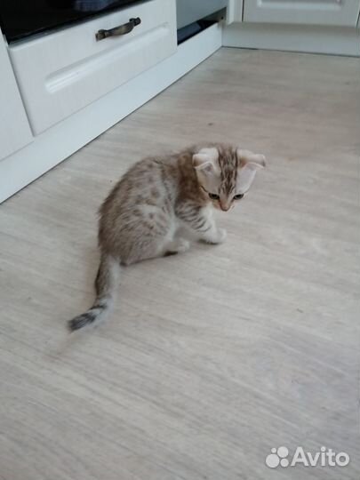 Вислоухие котята