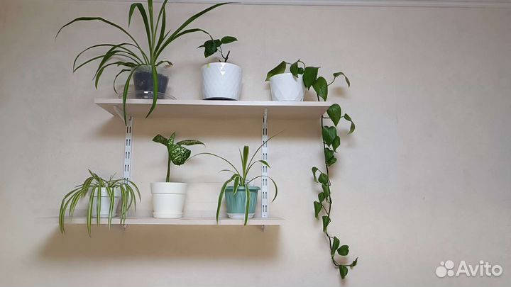 Отдам цветы