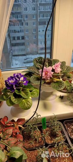 Фиалка детки и одна взрослая, розовая и фиолетовая