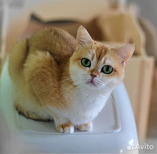 Ищем добрые ручки для золотой Тиффани